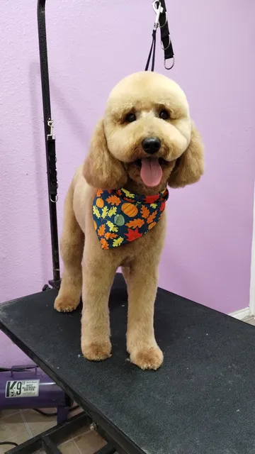 Realm of Pawsibilities