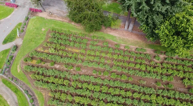 Sauvie Island Blueberry Farm