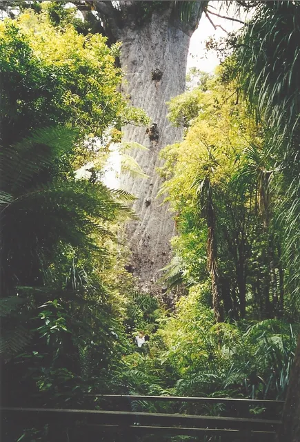 Waipoua Kauri Forest