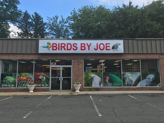 Birds By Joe