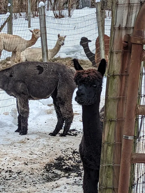 Alpacas of Sunshine Farm