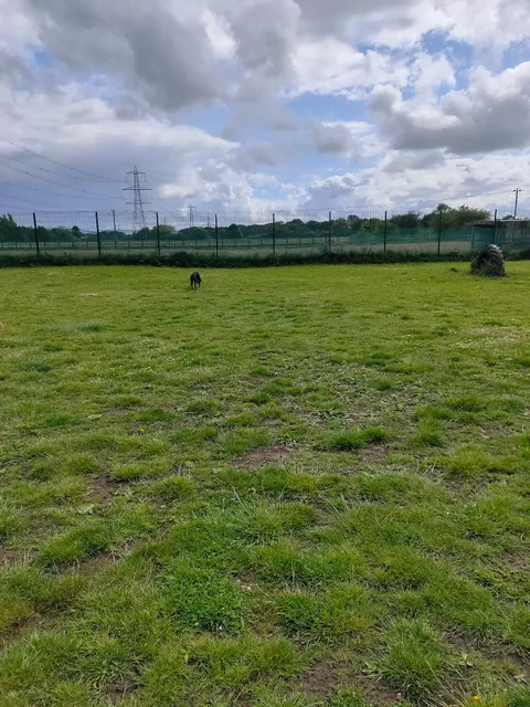 Micklehead Dog Run