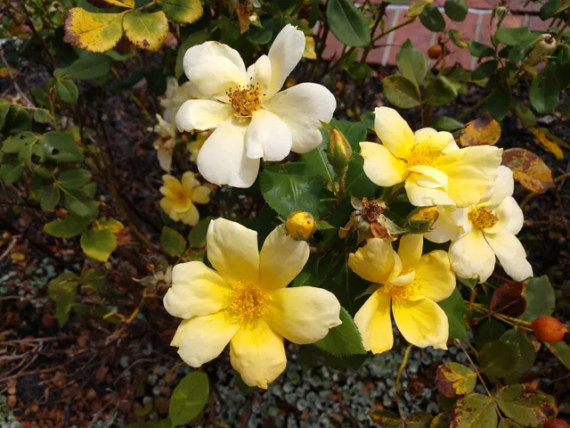 Kernersville Farmers Market