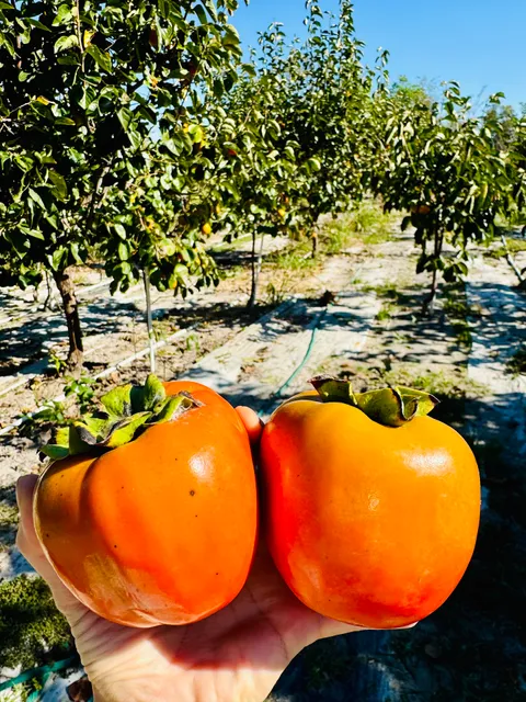 Youn's persimmon farm