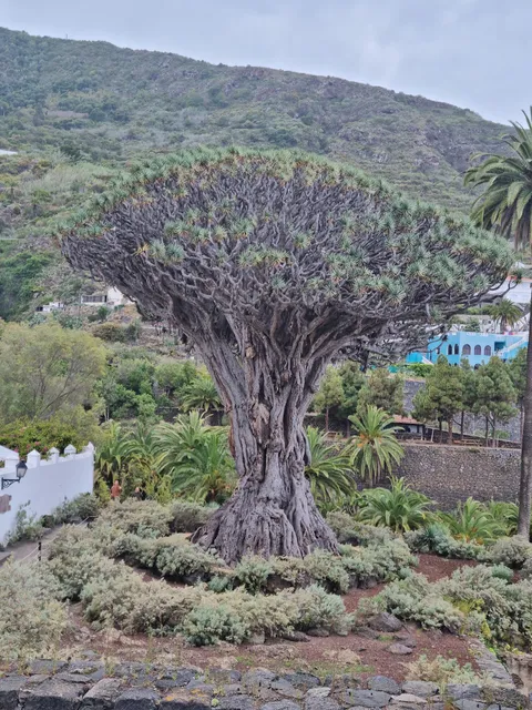 Mirador Gratuito del Drago Milenario