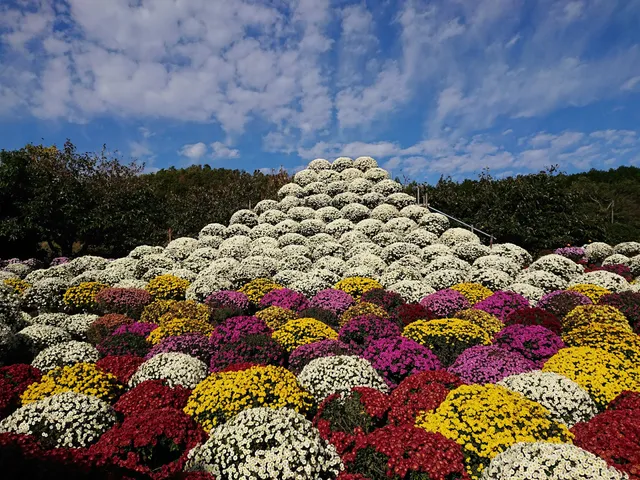 Zaru Chrysanthemum Garden