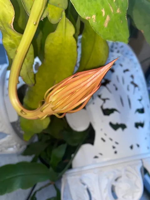 All Souls Community Family Fest