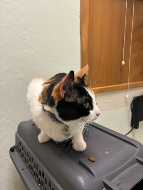 Santa Cruz Veterinary Hospital