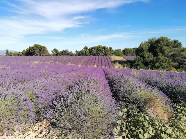 Champs de Lavande