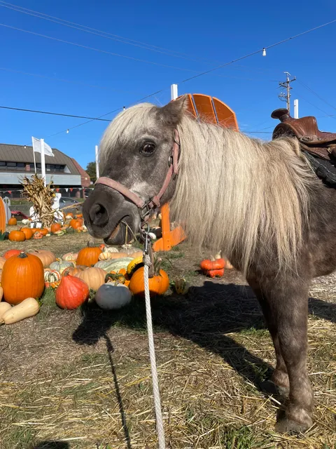 The Great Pumpkin Patch