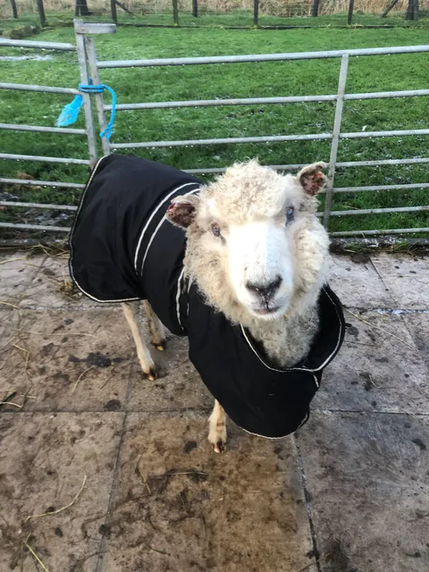 Puffin Croft, petting Farm, Farm Shop & B&B