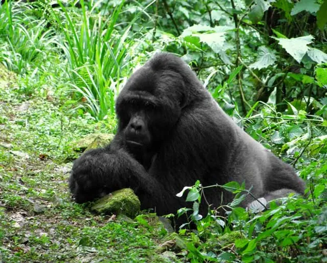 Kabiza Wilderness Safaris