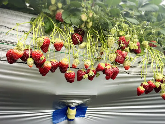 Aiba Strawberry Farm