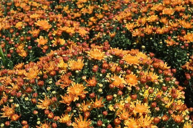 Triple M Farm: Mariah's Mums & More, LLC