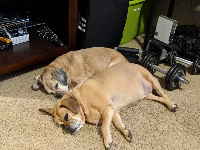 VCA Natomas Animal Medical Center