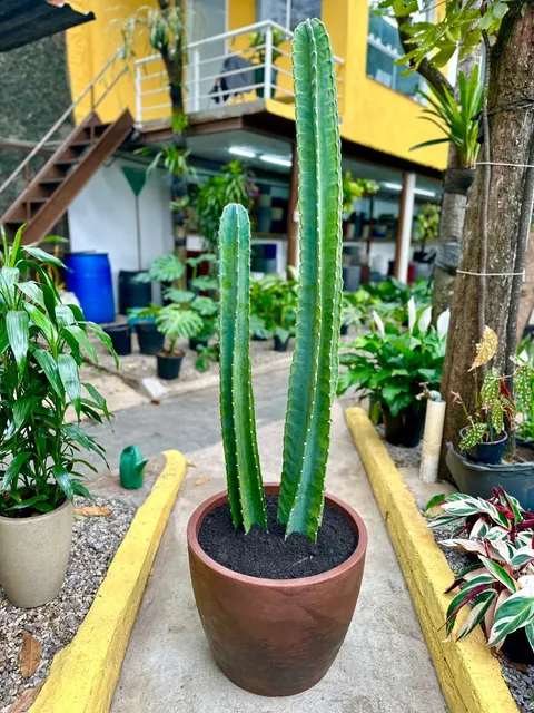 Vida Verde: Garden Center, Jardinagem e Paisagismo em SP