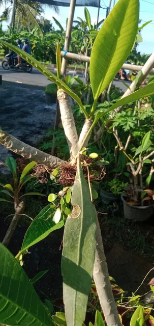 Bali Liyana alang-alang