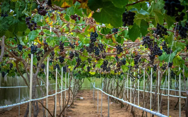 K.C. Kwang and Sons Sdn Bhd