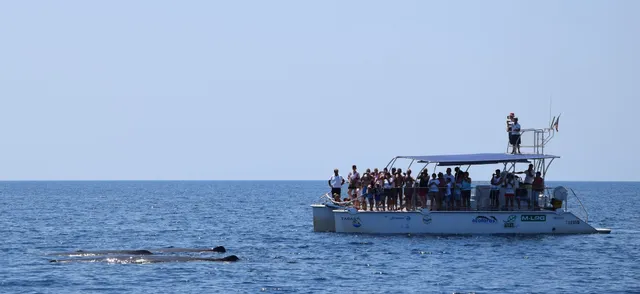 Jonian Dolphin Conservation