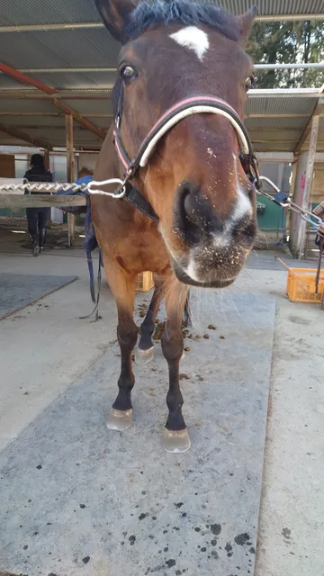 Fuji Horse Riding Club