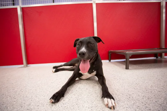 The Dog Stop - Richmond VA