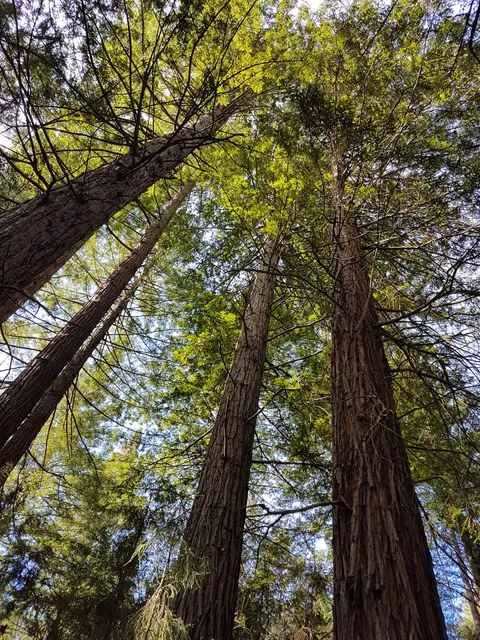 Rotorua Trails Trust