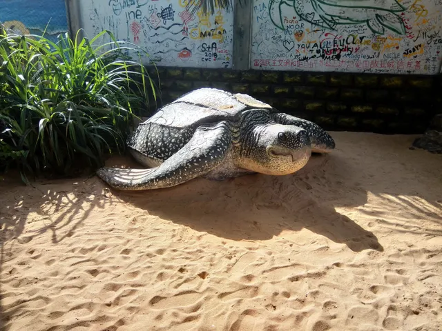 Ahungalla Sea Turtles Conservation Project