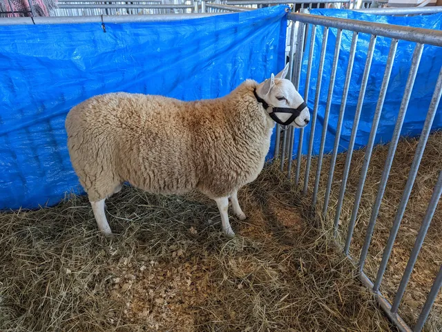 Sheep & Wool Festival