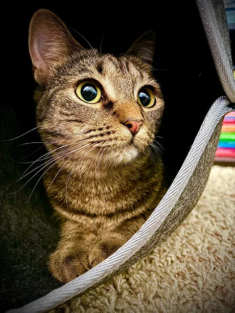 Winter Garden Animal Hospital