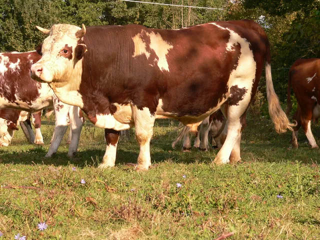 Az.Agricola/Agriturismo Pradaccio di Sopra "Antico podere De Stefani" di Graziana Pozzi