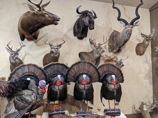 Shawn Lamparter's Wildlife Design