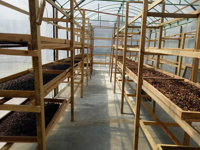 Pak Alam Tan Kopi Arabika Gayo