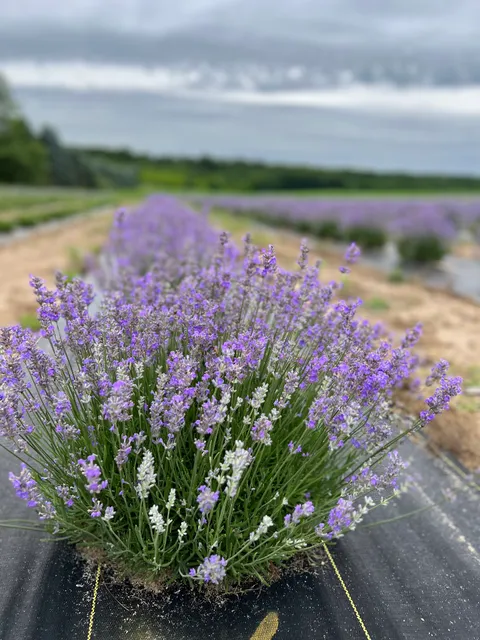 Great Lakes Botanicals