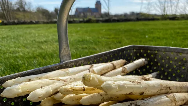Föhrer Spargel - Volkertshof
