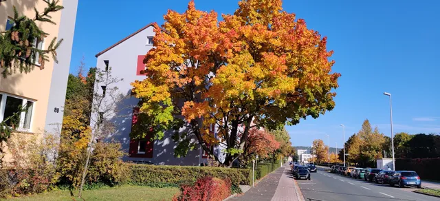 Apartment house Rose