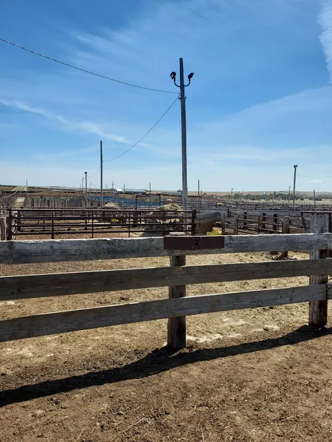 Presho Livestock Auction