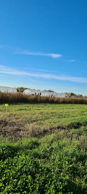 🌻🌻🌻Voedselpark Amsterdam Lutkemeerpolder