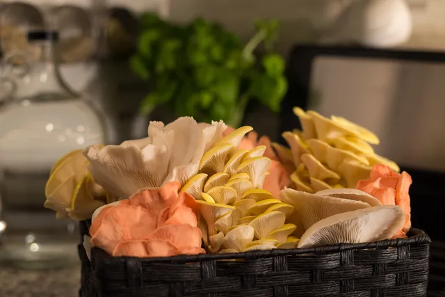Desert Moon Mushrooms