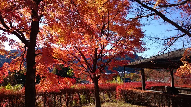 Nikkoshi Ogurayama Forest Park