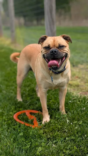 Walnut Woods Dog Park