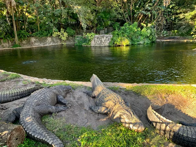 Alligator Habitat