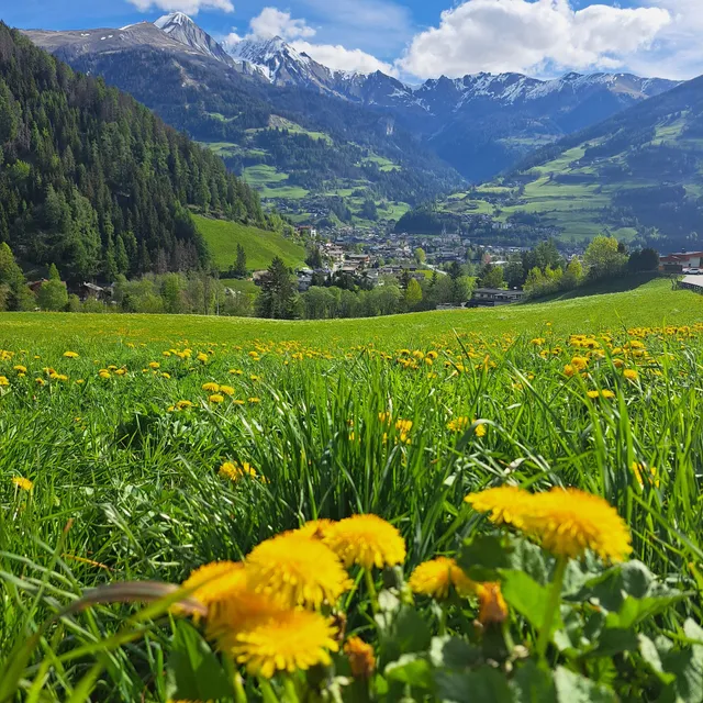Gästeheim Pötscher