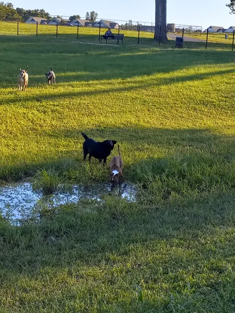 Shreveport Dog Park