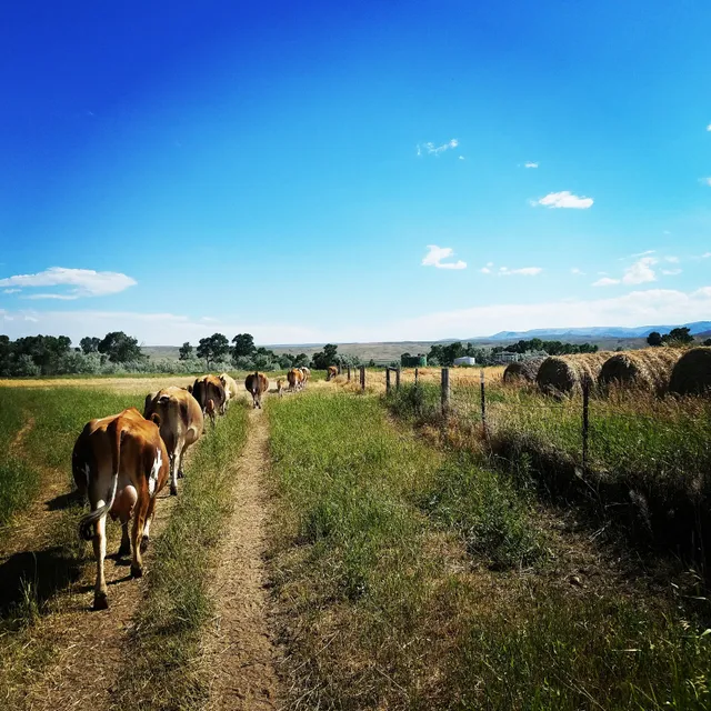 Becker Family Stock Farm