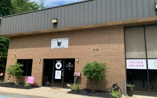 Feline Felons Cat Cafe