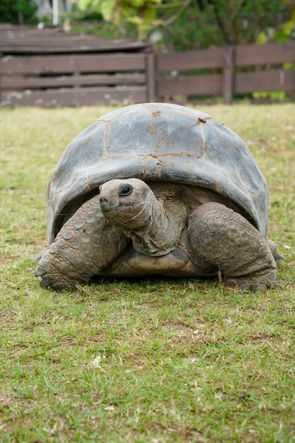 Giant Tortoise Park