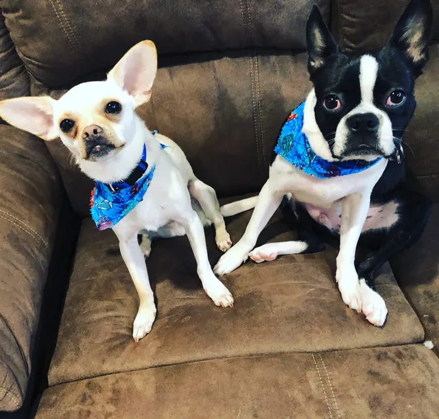 Begging For A Grooming