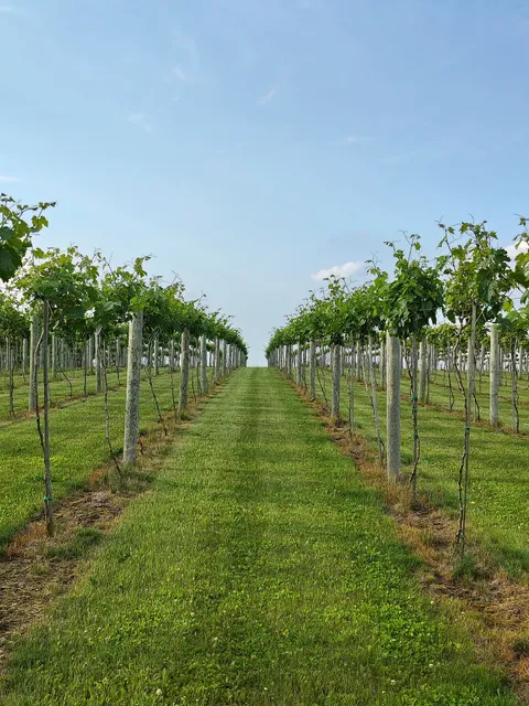 Bluff Top Vineyard & Winery