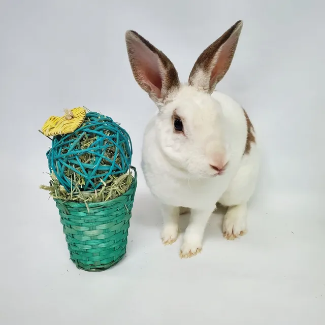 Bunny Bunch Boutique & Bunny Bunch Rescue Orange County