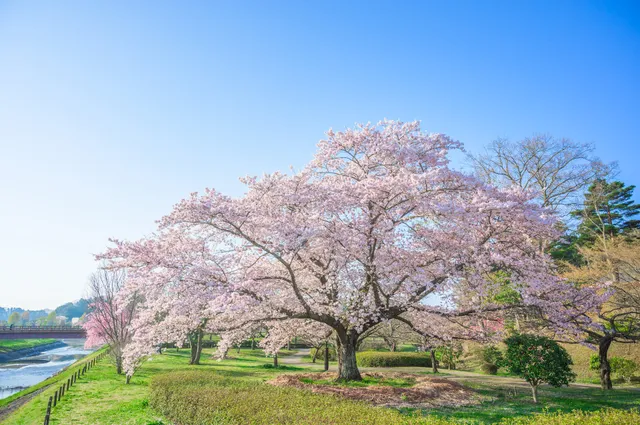 偕楽園公園 四季の原